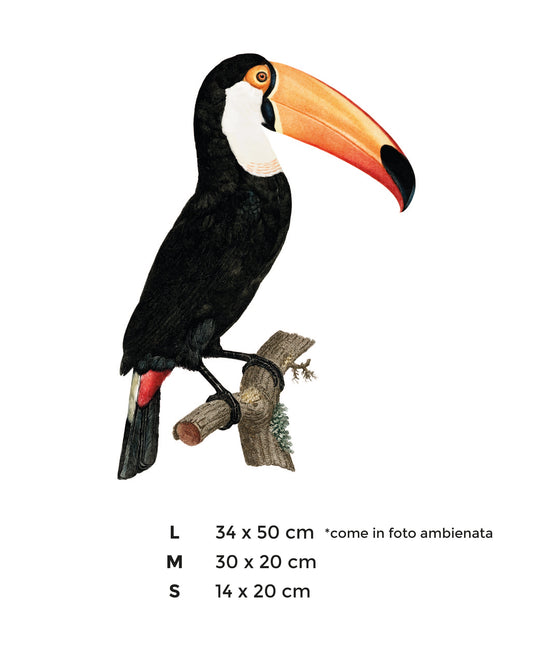 Wall Sticker - Toucan