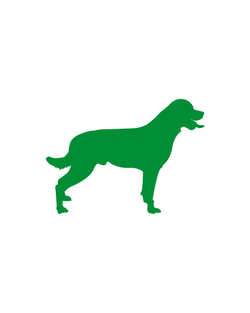 Adesivo Cane Labrador
